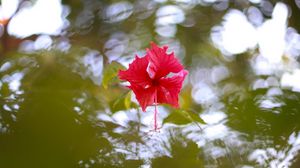 Preview wallpaper hibiscus, blossoms, water, reflections