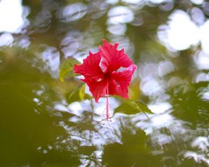 Preview wallpaper hibiscus, blossoms, water, reflections