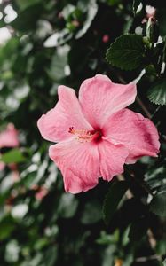 Preview wallpaper hibiscus, china rose, flower, pink