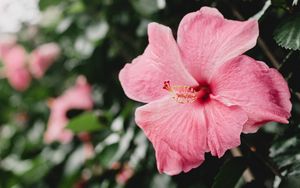 Preview wallpaper hibiscus, china rose, flower, pink