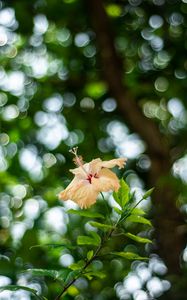 Preview wallpaper hibiscus, flower, bloom, plant, blur, bokeh