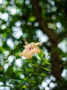 Preview wallpaper hibiscus, flower, bloom, plant, blur, bokeh