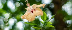 Preview wallpaper hibiscus, flower, bloom, plant, blur, bokeh