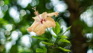 Preview wallpaper hibiscus, flower, bloom, plant, blur, bokeh