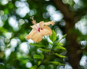 Preview wallpaper hibiscus, flower, bloom, plant, blur, bokeh