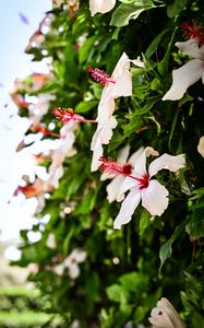 Preview wallpaper hibiscus, flower, bloom, bush