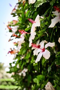 Preview wallpaper hibiscus, flower, bloom, bush