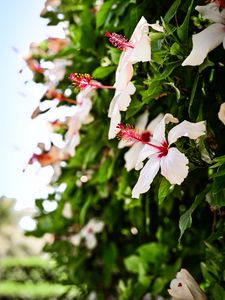 Preview wallpaper hibiscus, flower, bloom, bush