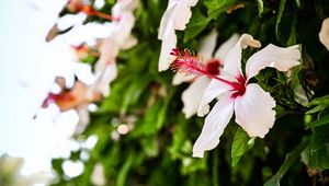 Preview wallpaper hibiscus, flower, bloom, bush