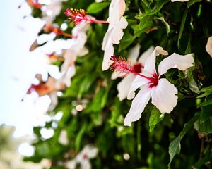 Preview wallpaper hibiscus, flower, bloom, bush