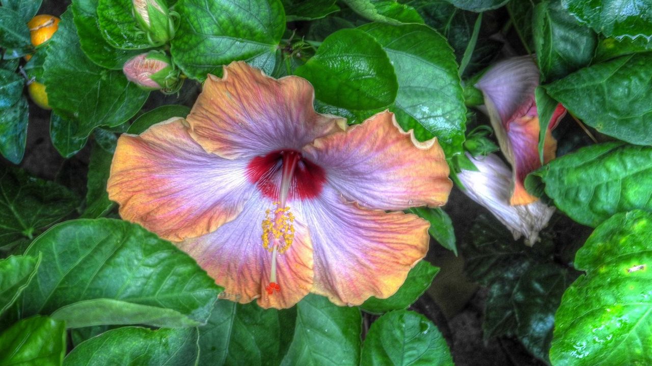 Wallpaper hibiscus, flower buds, blossoms, leaves, herbs