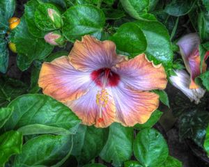 Preview wallpaper hibiscus, flower buds, blossoms, leaves, herbs