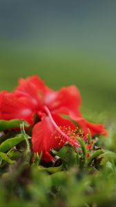 Preview wallpaper hibiscus, flower, leaves, macro, red, green
