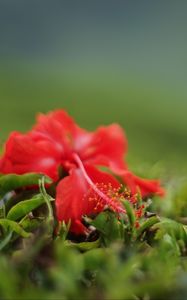 Preview wallpaper hibiscus, flower, leaves, macro, red, green