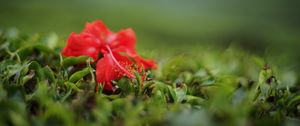 Preview wallpaper hibiscus, flower, leaves, macro, red, green