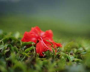 Preview wallpaper hibiscus, flower, leaves, macro, red, green