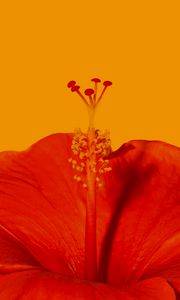 Preview wallpaper hibiscus, flower, macro, red