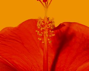 Preview wallpaper hibiscus, flower, macro, red