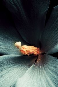 Preview wallpaper hibiscus, flower, macro, white, black background