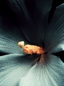 Preview wallpaper hibiscus, flower, macro, white, black background