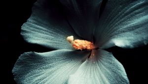 Preview wallpaper hibiscus, flower, macro, white, black background