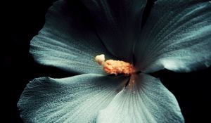 Preview wallpaper hibiscus, flower, macro, white, black background