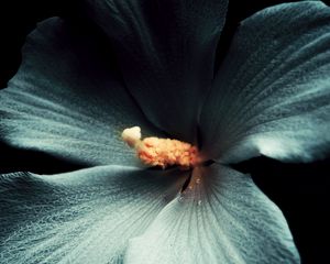 Preview wallpaper hibiscus, flower, macro, white, black background