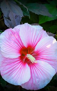 Preview wallpaper hibiscus, flower, petals, white, pink, macro