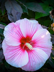 Preview wallpaper hibiscus, flower, petals, white, pink, macro