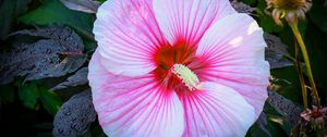 Preview wallpaper hibiscus, flower, petals, white, pink, macro