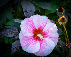 Preview wallpaper hibiscus, flower, petals, white, pink, macro