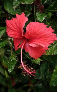 Preview wallpaper hibiscus, flower, petals, red, macro