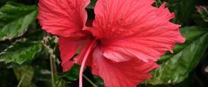 Preview wallpaper hibiscus, flower, petals, red, macro