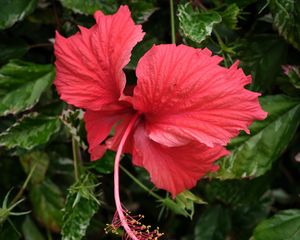 Preview wallpaper hibiscus, flower, petals, red, macro