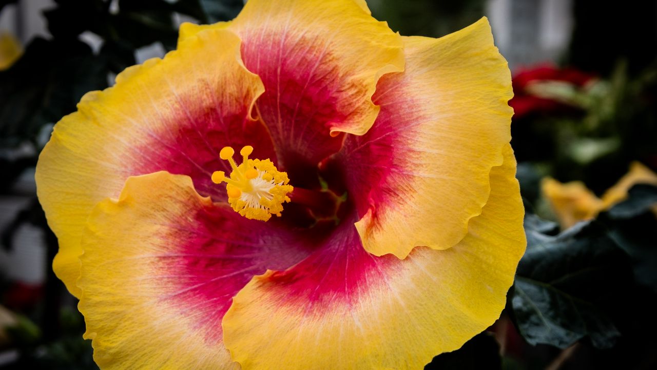 Wallpaper hibiscus, flower, petals, pollen, bright, blur, macro