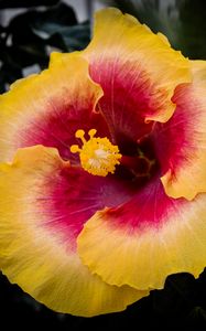 Preview wallpaper hibiscus, flower, petals, pollen, bright, blur, macro