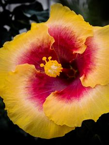 Preview wallpaper hibiscus, flower, petals, pollen, bright, blur, macro