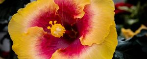 Preview wallpaper hibiscus, flower, petals, pollen, bright, blur, macro