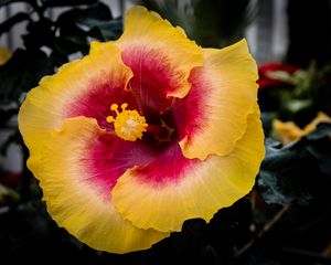 Preview wallpaper hibiscus, flower, petals, pollen, bright, blur, macro