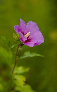 Preview wallpaper hibiscus, flower, petals, macro, blur