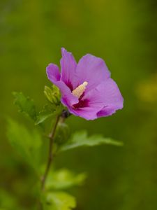 Preview wallpaper hibiscus, flower, petals, macro, blur