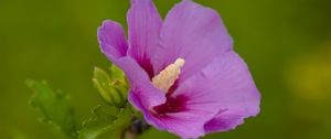 Preview wallpaper hibiscus, flower, petals, macro, blur