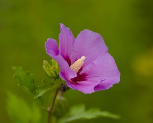 Preview wallpaper hibiscus, flower, petals, macro, blur