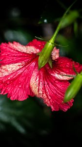 Preview wallpaper hibiscus, flower, petals, drops, moisture, red