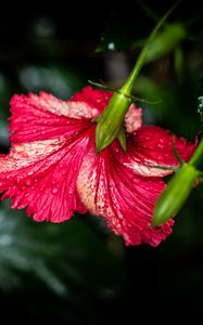 Preview wallpaper hibiscus, flower, petals, drops, moisture, red