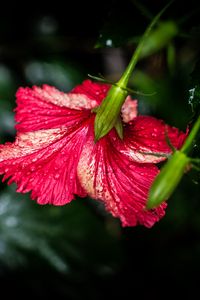 Preview wallpaper hibiscus, flower, petals, drops, moisture, red