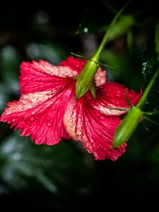 Preview wallpaper hibiscus, flower, petals, drops, moisture, red