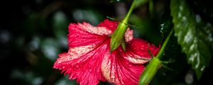 Preview wallpaper hibiscus, flower, petals, drops, moisture, red