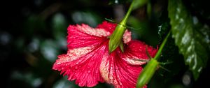 Preview wallpaper hibiscus, flower, petals, drops, moisture, red