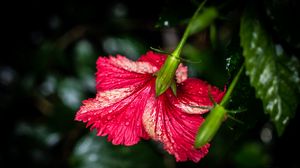 Preview wallpaper hibiscus, flower, petals, drops, moisture, red